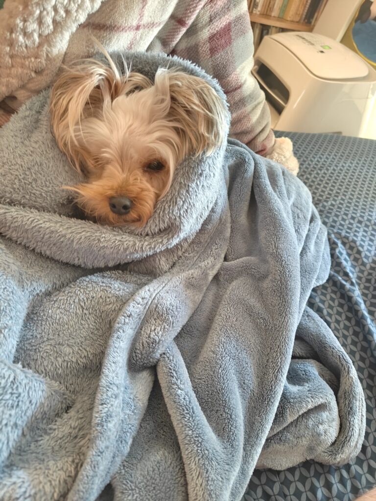 Yorkshire terrier wrapped in a blanket; shaking from cold