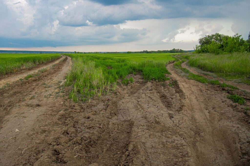 Two paths in a field going in separate directions